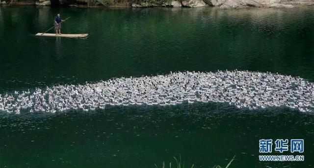 南宁市首个动物类地理标志“马山黑山羊”