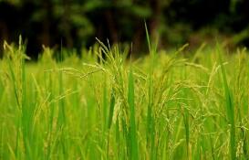 称“稻花香”商标遭擅用，生产商、销售商均被