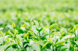 茶叶零售属于商标哪个类别